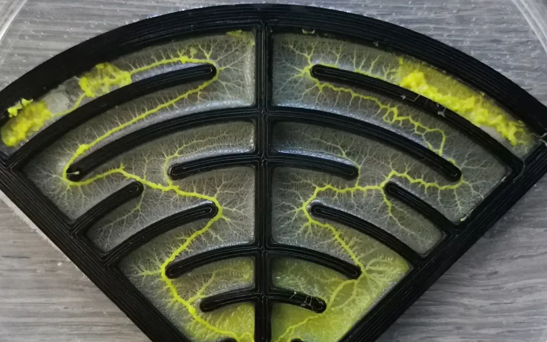 The Blob Race – The Maze