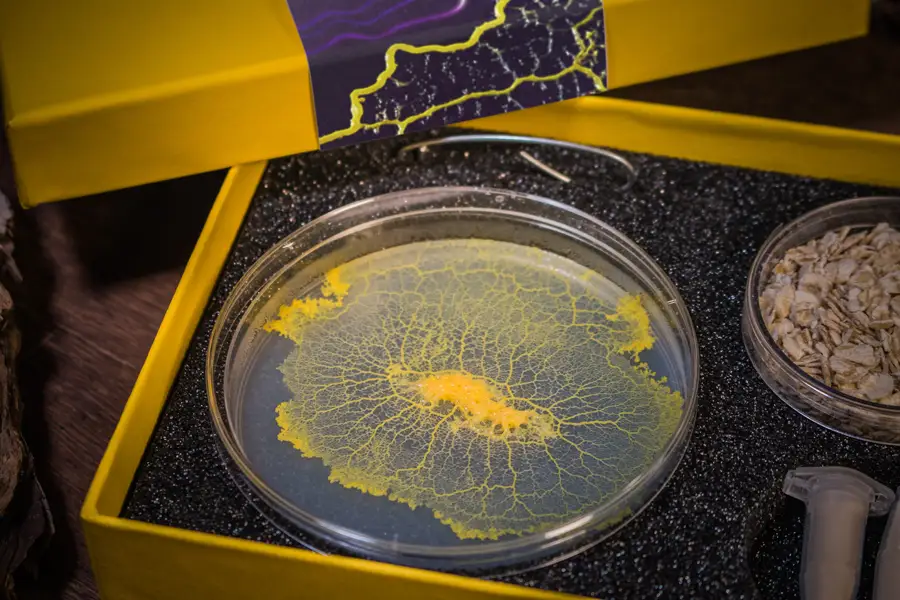 Un blob réveillé dans le kit coffret Labo du Blob