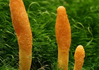 Cordyceps militaris