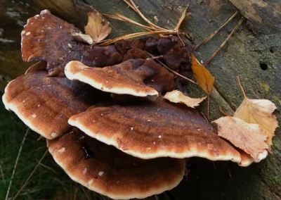 Ischnoderma benzoinum