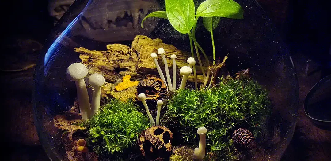 Create a blob terrarium