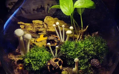 Create a blob terrarium